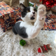 Illustration for article titled Merry Catmas!